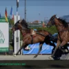 Hípica, Turín: Gran Premio Costa Azul, triunfo histórico de Always EK. Éxitos también para Giovaz y Guglielmo Jet en los Derbis de 4 años.